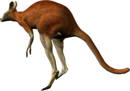 animals & kangaroo free transparent png image.