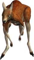 animals & Kangaroo free transparent png image.