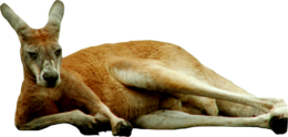 animals & Kangaroo free transparent png image.