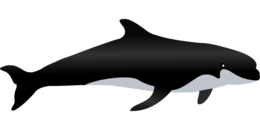 animals & killer whale free transparent png image.