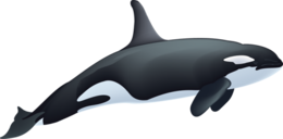 animals & killer whale free transparent png image.