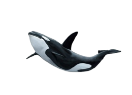 animals & Killer whale free transparent png image.