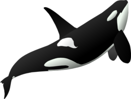 animals & killer whale free transparent png image.