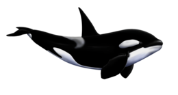 animals & Killer whale free transparent png image.