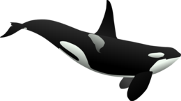 animals & killer whale free transparent png image.