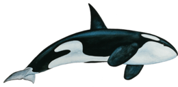 Killer whale&animals png image