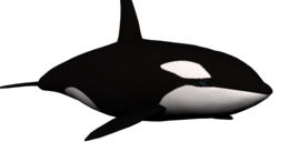 animals & Killer whale free transparent png image.