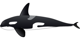 animals & Killer whale free transparent png image.