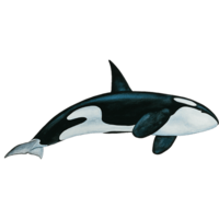 animals & Killer whale free transparent png image.