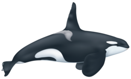 animals & Killer whale free transparent png image.