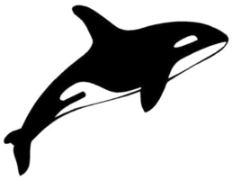 animals & Killer whale free transparent png image.