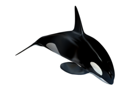 animals & Killer whale free transparent png image.