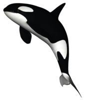 animals & killer whale free transparent png image.