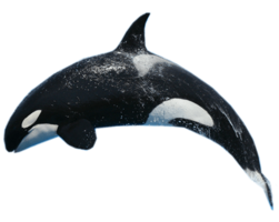 animals & Killer whale free transparent png image.