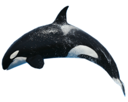 animals & killer whale free transparent png image.