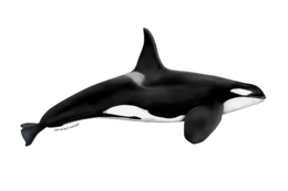 animals & killer whale free transparent png image.