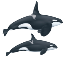 animals & killer whale free transparent png image.