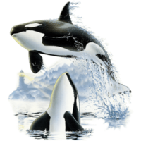 animals & Killer whale free transparent png image.