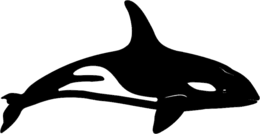 animals & Killer whale free transparent png image.