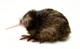 animals & kiwi bird free transparent png image.