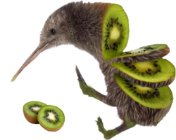 animals & Kiwi bird free transparent png image.