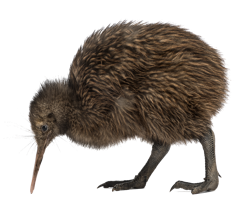 animals & kiwi bird free transparent png image.