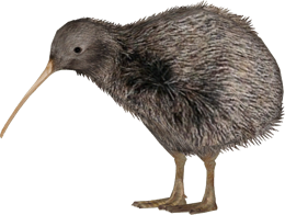 animals & kiwi bird free transparent png image.