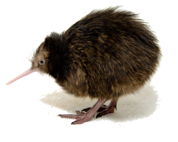 animals & kiwi bird free transparent png image.