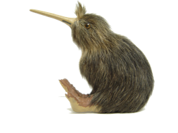 animals & Kiwi bird free transparent png image.