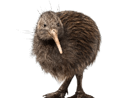 animals & kiwi bird free transparent png image.