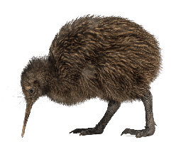 animals & kiwi bird free transparent png image.