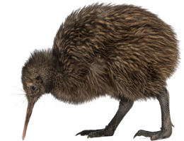 animals & kiwi bird free transparent png image.