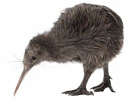 animals & kiwi bird free transparent png image.