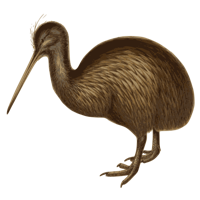 animals & kiwi bird free transparent png image.