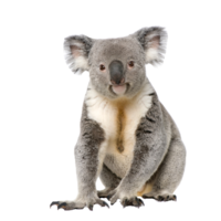 animals & koala free transparent png image.