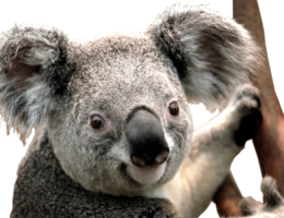 animals & koala free transparent png image.