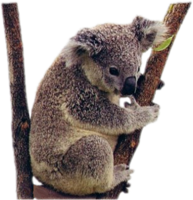 animals & Koala free transparent png image.