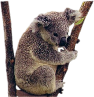 animals & koala free transparent png image.