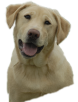 animals & labrador retriever free transparent png image.