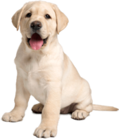 animals & labrador retriever free transparent png image.