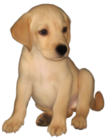 animals & labrador retriever free transparent png image.