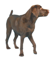 animals & labrador retriever free transparent png image.