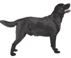 animals & labrador retriever free transparent png image.