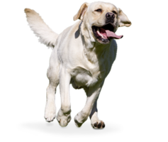 animals & labrador retriever free transparent png image.