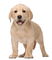 animals & labrador retriever free transparent png image.