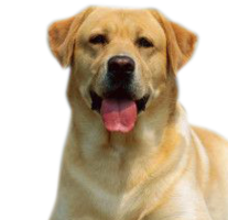 animals & labrador retriever free transparent png image.