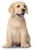 animals & labrador retriever free transparent png image.