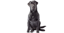 animals & labrador retriever free transparent png image.