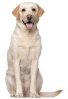 animals & labrador retriever free transparent png image.