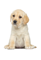 animals & labrador retriever free transparent png image.